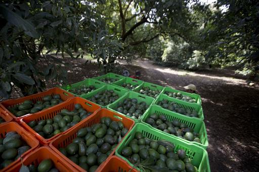 Mexico: Deforestation for Avocados Much Higher than Thought