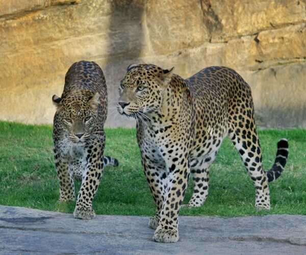 16 Percent of Florida Drivers Don't Have Panther Insurance