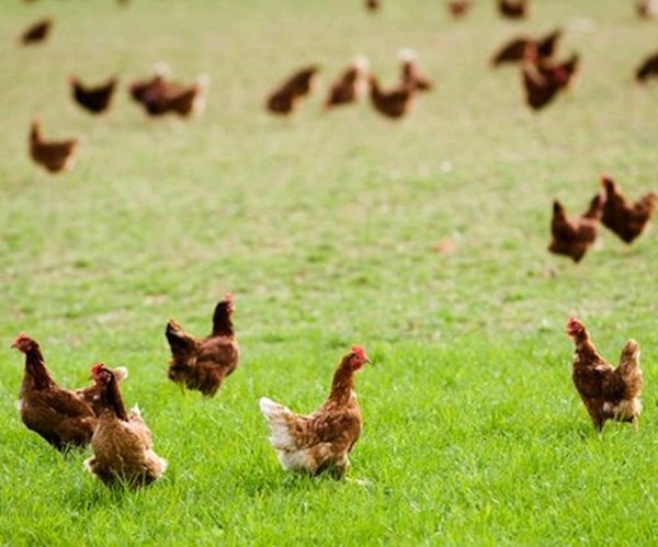 Bird Flu Aftershocks to Drive US Turkey, Egg Prices Higher