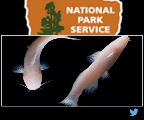 Eyeless Catfish Finds Its Way From Mexico to Texas