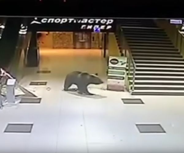 Bear in Russian Mall Escapes Before Being Shot Dead at a Kindergarten