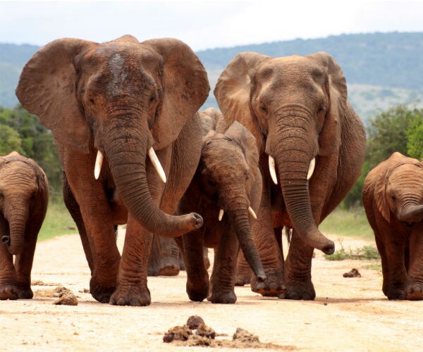 De Beers: 200 Elephants Relocating from South Africa to Mozambique