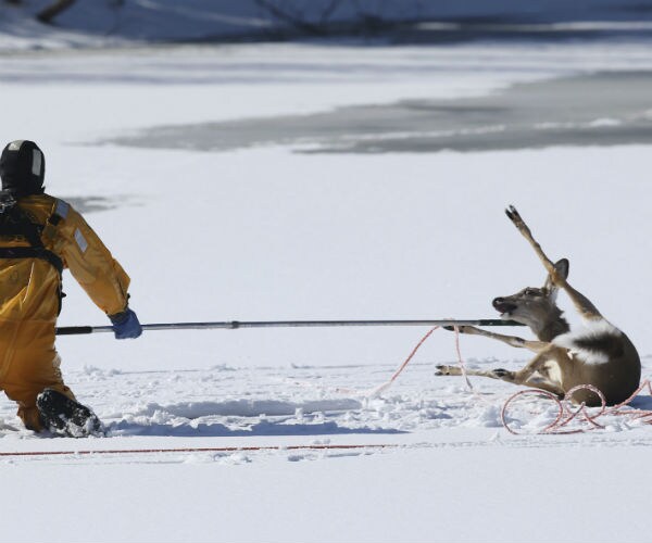 Rescue Crews Free Deer Stuck in Pond for Nearly a Day