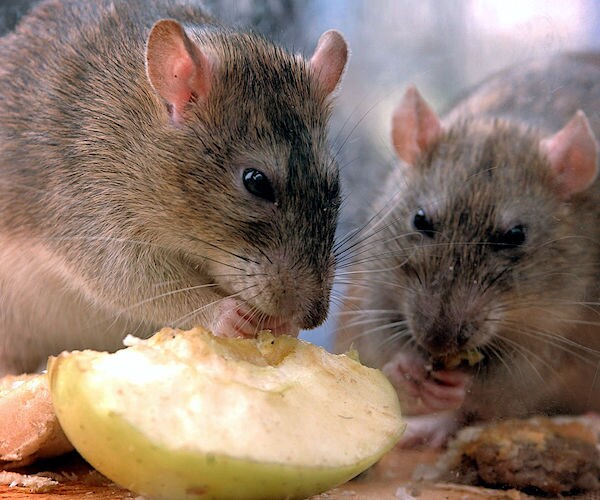 rats eating scraps