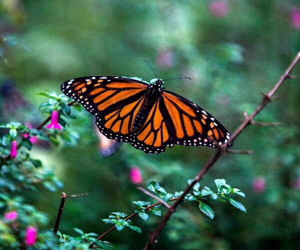 US: Monarch Butterflies Deserve Protection, but Must Wait in Line