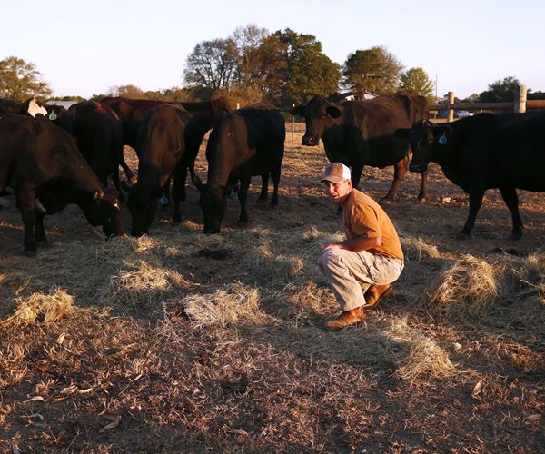 Deep South Drought Kills Crops, Threatens Herds, Dries Lakes