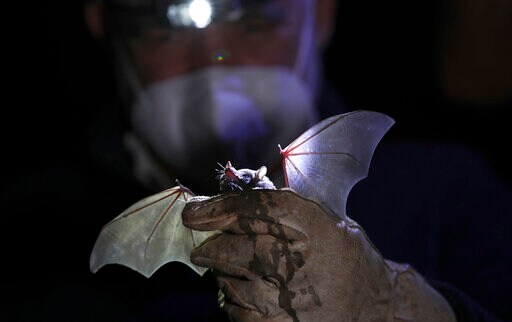 In Quieter Mexico City, Rare Bats Make an Appearance