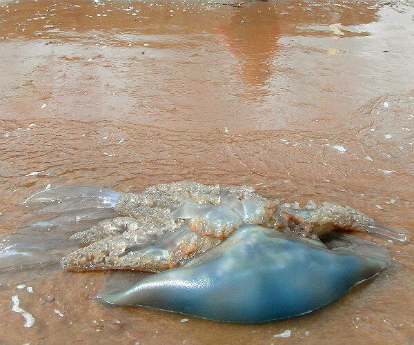 Jellyfish 'As Long as 5 London Buses' Invading English Coastline