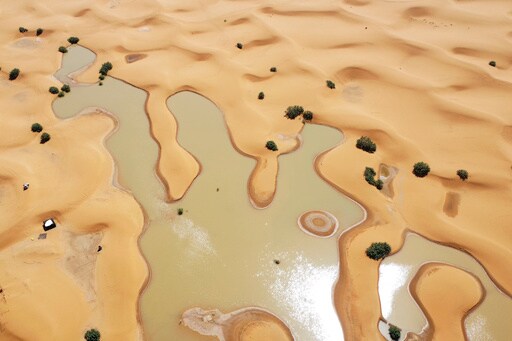 Water Gushes through Palm Trees and Sand Dunes after Rare Rain in the Sahara Desert