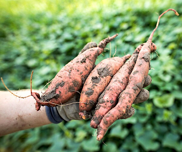 a farmer pulls up and displays three dirt-covered sweet potatoes