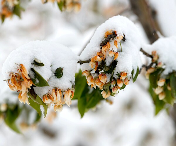 snow covers flowers in the mountains of denver