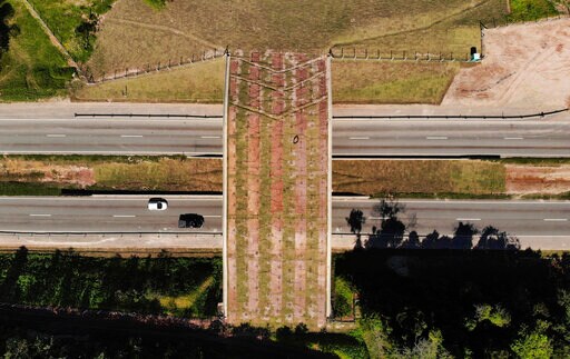 Endangered Brazilian Monkeys Get a Bridge to Themselves