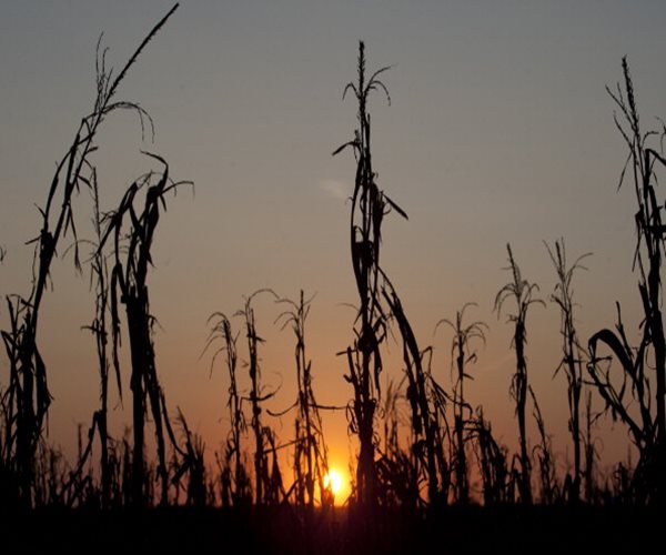 Unwanted Piles of Corn, Soy Spur Most-Bearish Crop Outlook Ever