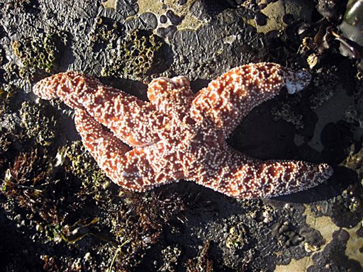 Mass Starfish Deaths off West Coast Puzzle Scientists