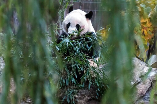 Bei Bei Arrives at Giant Panda Base in China's Sichuan