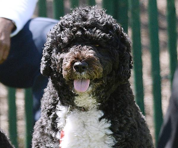 Obama Dog Bo, Once a White House Celebrity, Dies from Cancer