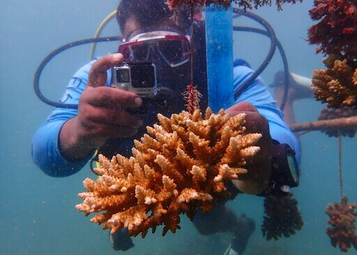 To Combat Coral Bleaching, Kenya Turns to Reef Nurseries