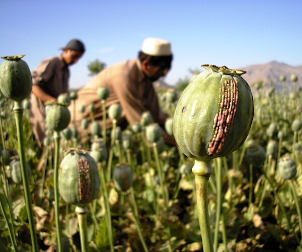 Farmers are scraping poppy heads to produce raw opium gum in Afghanistan