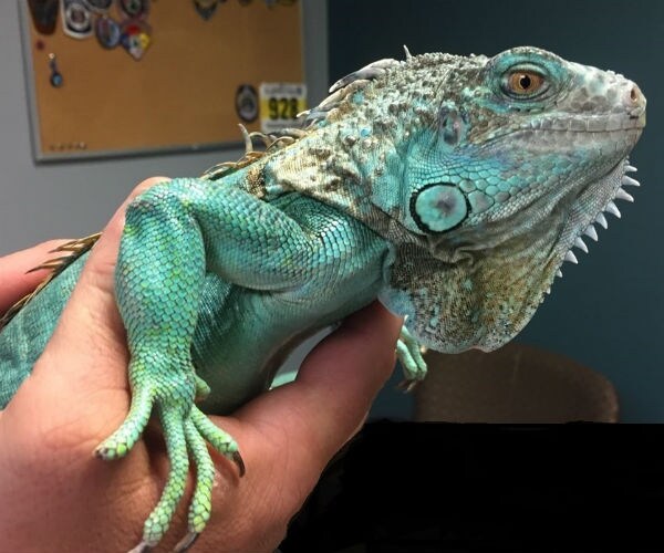 Iguana Thrown at Restaurant Manager in Protective Custody