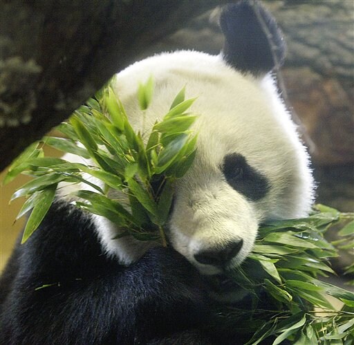 Giant Panda, Father of Twins This Year, Dies in Austrian Zoo