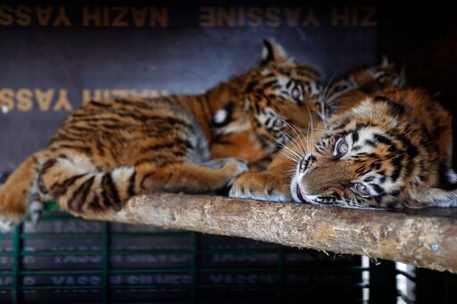 3 Tiger Cubs Destined for Zoo in Syria Rescued in Lebanon