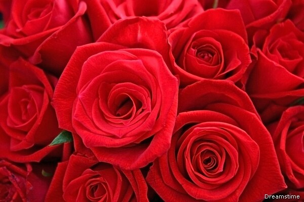 Valentine's Day Roses: What You Can Expect To Pay and Why