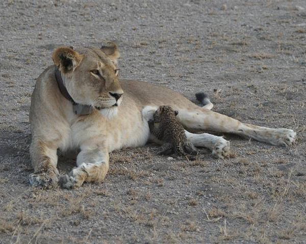 Lion Nurses Leopard Cub in Rare Wildlife Sight
