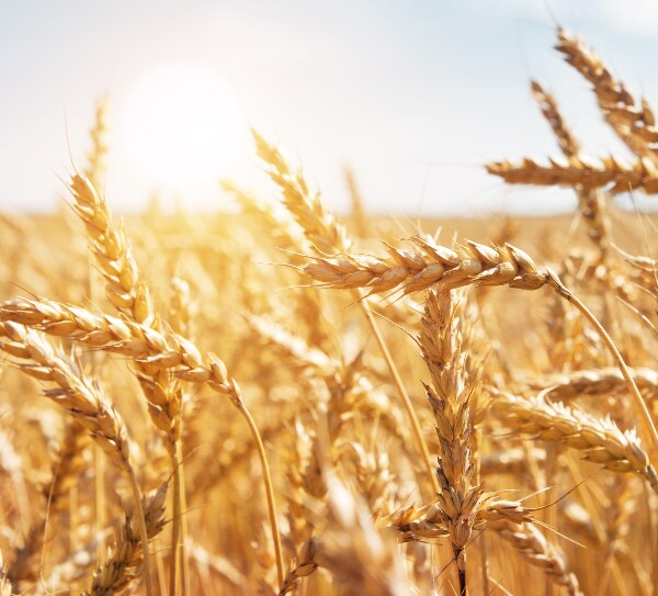 Monitoring Center for Ukrainian Grain Exports to Open in Istanbul on Wednesday