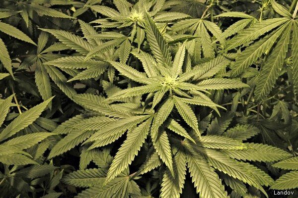 Uruguay Marijuana Marketplace Approved for Residents to Buy, Sell, Use