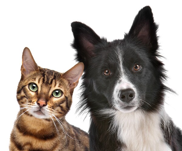 LA Shelter System Animals Get Christmas Treat