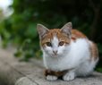 Chicago Shelter Releases 1,000 Feral Cats to Tackle City's Rats
