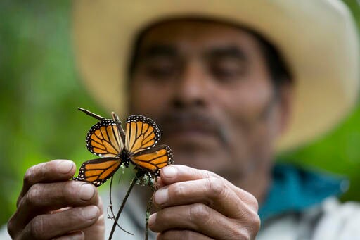 Monarch Butterfly Numbers Drop by 27 Percent in Mexico