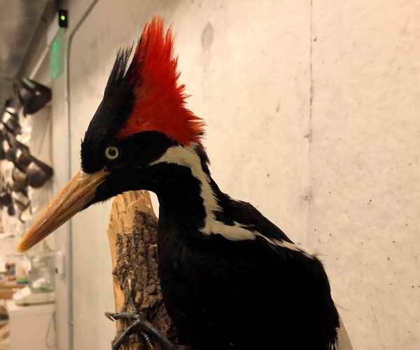 US Declares 23 Species Extinct, Including Ivory-Billed Woodpecker