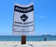 Study: Great White Shark Numbers Increasing Along the Northern California Coast