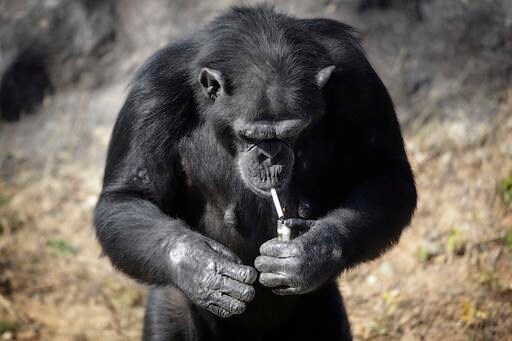 Meet Azalea the Smoking Chimp, New Star at Pyongyang Zoo