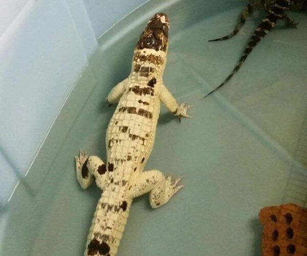 White Alligator Stolen in Florida in Suspected Burglary, Arson