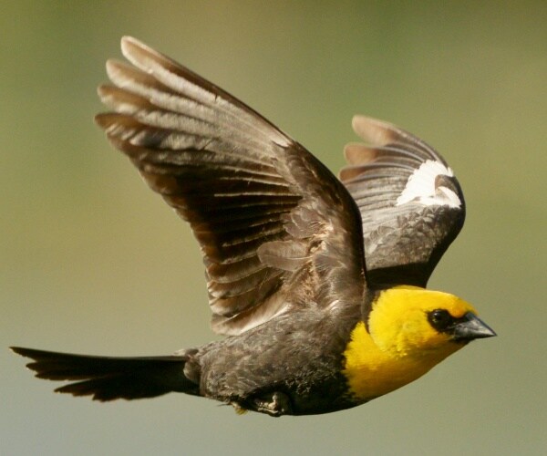 Hundreds of Birds Fall to Their Death, Experts Weigh In