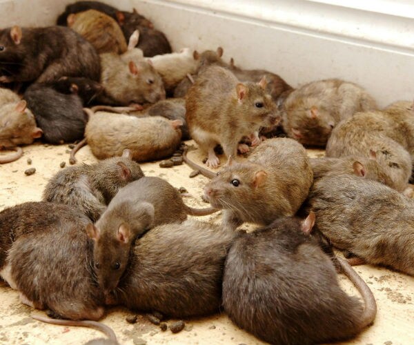 NYC Officials: 1 Person Dies, 2 Ill from Rat-Related Disease
