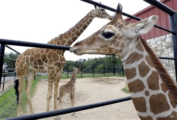 Rare Twin Giraffes Are Born at Texas Nature Preserve