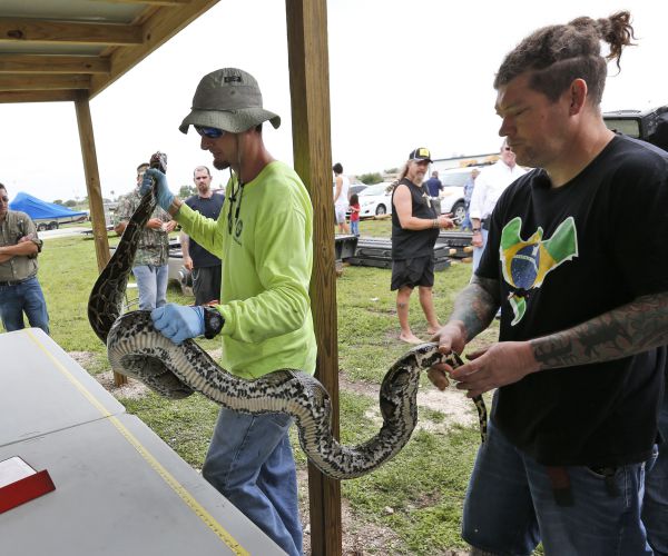 Everglades Pythons 1,000 Fewer in Number – As of Now