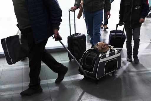 Here's What to Know If You Are Traveling Abroad with Your Dog