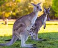Kangaroos Can Learn to Communicate With Humans, Researchers Say