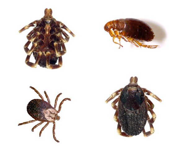 Bourbon Virus — Incurable, Tick-Borne — Kills Missouri Woman