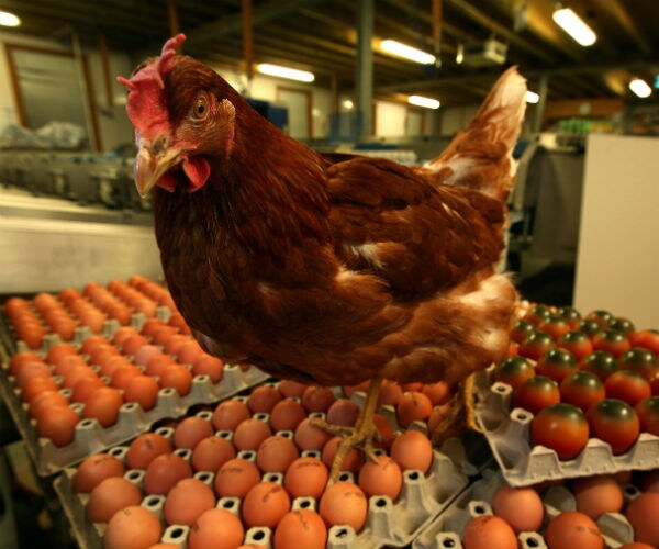 a chicken standing on a carton of eggs