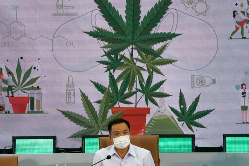 Thailand Providing Free Cannabis Plants for Home Cultivation
