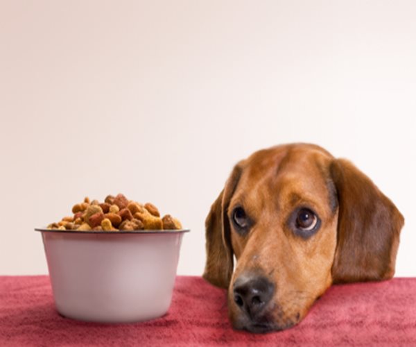 Some Foods Off Limits for Pets
