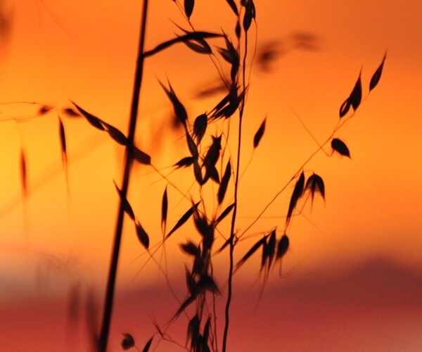 US Farmers Plant More Winter Wheat as Grain Prices Rally