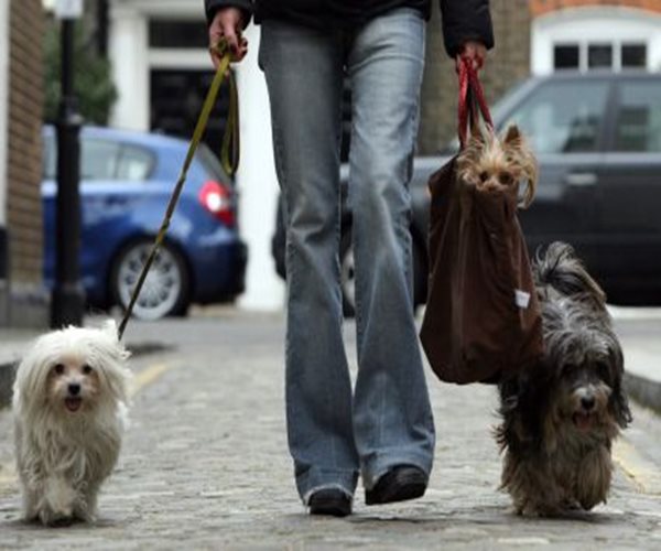 Pet Owners Treat Sick Animals With Pot