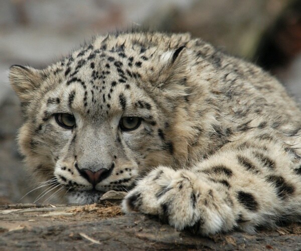 snow leopard in zoo