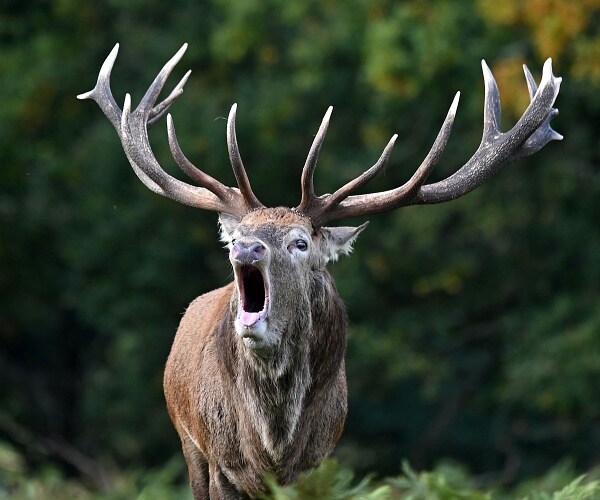 deer standing in field